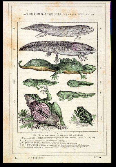 Overgang av fisk til amfibier, fra en bok av Dr. Rengade, ca. 1880 av French School