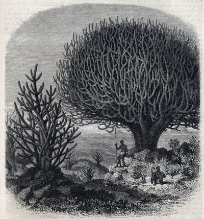 Tre Euphorbo i Øst-Afrika (Sudan). Gravering av Freeman i "" The Picturesque Magasin"" av French School