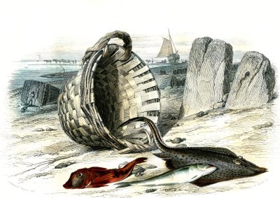 Trigle grondin (Trigle cuculus), hvitting (merlangius merlangus), raie grondin (dipturus batis) - Plate hentet fra Histoire Naturelle av Bernard Germain de Lacepede (1856-1925), utgave P.Furme, Paris av French School
