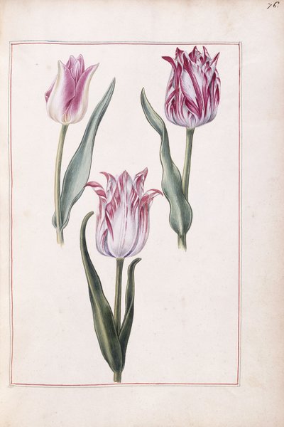 Tulipaner, 1700-tallet av French School