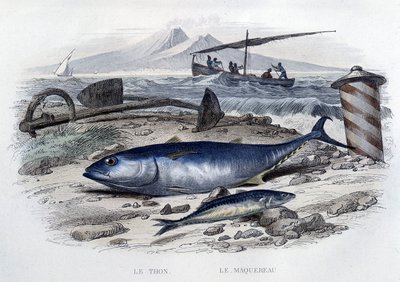 Tunfisk og makrell - i "Natural History" av Lacepède, T.II, red. Furne et Cie, Paris av French School