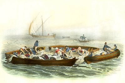 Tunfiske eller magrague - Tallerken hentet fra Histoire Naturelle av Bernard Germain de Lacepede (1856-1925), utgave P.Furme, Paris av French School