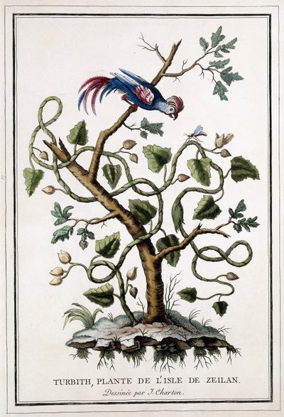 Turbith, plante fra øya Zeilan, 1784 av French School