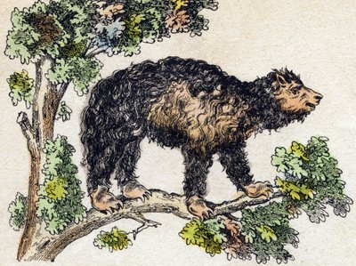 Unau (Faultier). Gravur in „Alphabet der wilden Tiere“. 9. Serie. Bildersammlung von Epinal, Pellerin, Drucker-Verleger, um 1870. Holzschnitte, schabloniert. 16 Seiten. Dim: 20 x 15 cm. Private Sammlung von French School