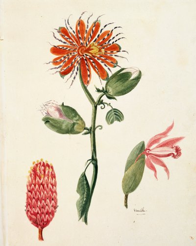 Vaniljeorkide (vanilla planifolia) av Lejeune av French School