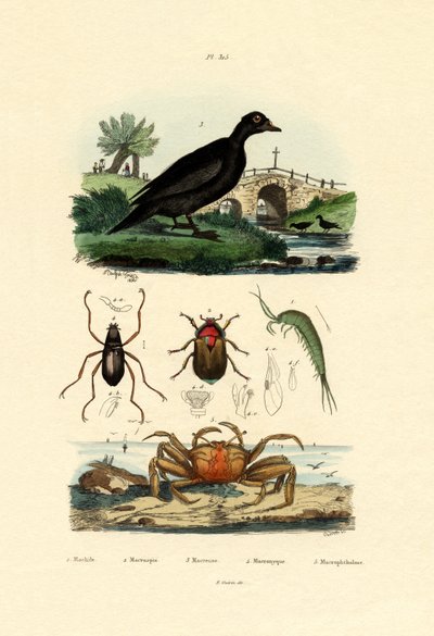 Fløyelsand, 1833-39 av French School