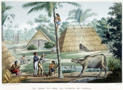 Utsikten tatt i nærheten av Coupang, øya Timor. av French School