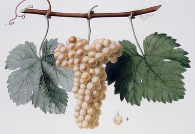 Viognier druesort, Viogne#39; eller Petit Vionnier (Cote du Rhone), ampelografi av French School