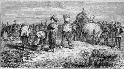 Vindyrking i Medoc: plukking av druer under høsting. Gravering i "" Le Monde Illustré"" nr. 561 av 11. januar 1868. av French School
