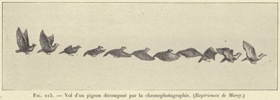 Flyvning av en nedbrutt due ved kronofotografering av French School