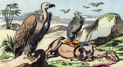 Gribber. Gravering i "Buffon Alphabet des Oiseaux n 1". 3. Serie N 1. Avbildning av Epinal, Epinal, sent på 1800-tallet. 16 sider. Mål: 28x21cm av French School