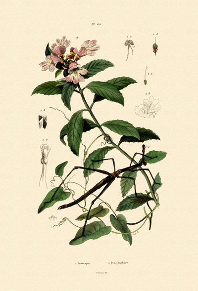 Spaserstokkinsekt, 1833-39 av French School