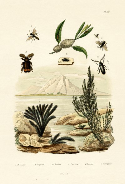 Veps, 1833-39 av French School