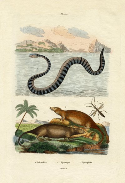 Vannrotte, 1833-39 av French School