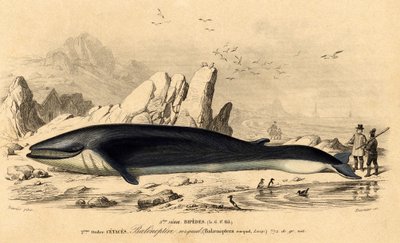 Hval eller baleinoptere (Balaenoptera rorqual) av French School