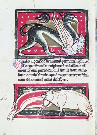 Wild Boar and Griffon, miniatyr fra Saltykowchsh Edrin Bestiary av French School
