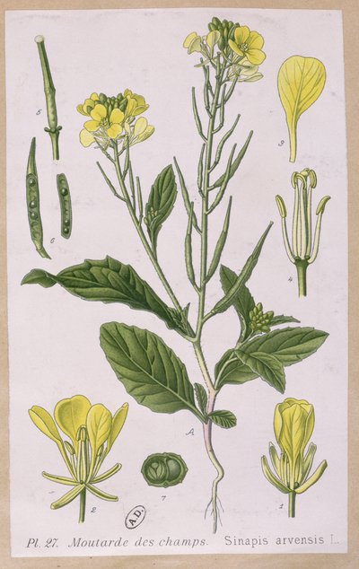 Villsennep (Sinapis Arvensis) av French School