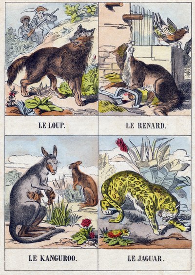 Ulv; Rev; Kenguru ; Jaguar. Gravering i "Buffon Alphabet des Animaux". 3. serie N 1. Avbildning av Epinal, Epinal, sent på 1800-tallet. 16 sider. Mål: 28x21cm av French School