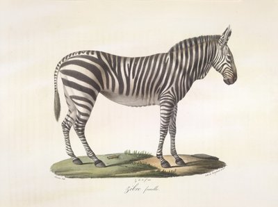 Kvinnelig sebra. Kvinnelig sebra, fra Natural History of Mammals (farge litho) av French School