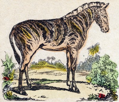 Sebra. Gravering i "" Alphabet des animaux sauvages"". 9. serie. Bilder av Epinal, Pellerin, trykkeri-utgiver, ca. 1870. Graveringer på tre, stensilert. 16 sider. Mål: 20 x 15 cm. Privat samling av French School