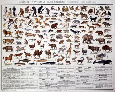 Zoologi: klassifisering av pattedyr i henhold til den franske biologen Georges Cuvier (1769-1832). Naturhistorisk styre av French School