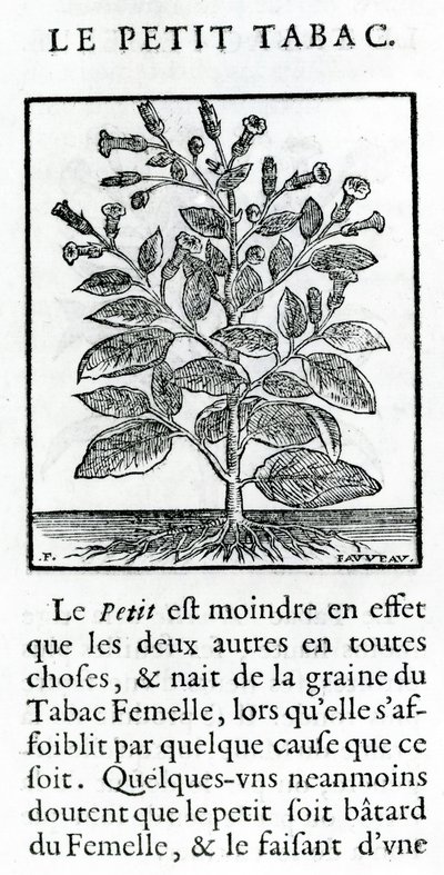 Den lille tobakken, illustrasjon fra Discours du Tabac av Jean Le Royer de Prade, 1671 av French School
