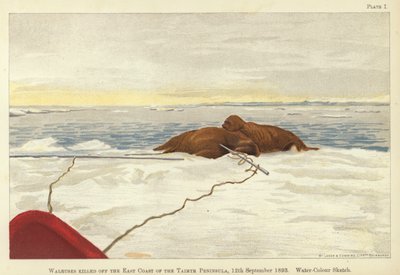 Hvalrosser drept utenfor østkysten av Taimyr-halvøya av Fridtjof Nansen