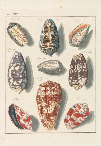 Nytt systematisk conchylia-skap, 1768. av Friedrich Heinrich Wilhelm Martini