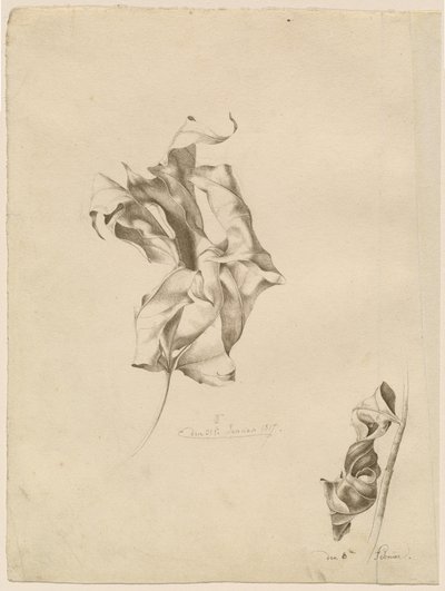 Skrumpede blader av Friedrich Olivier