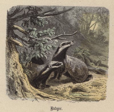 Grevling (farget gravering) av Friedrich Specht