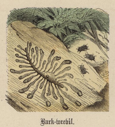 Bark-weevil (farget gravering) av Friedrich Specht