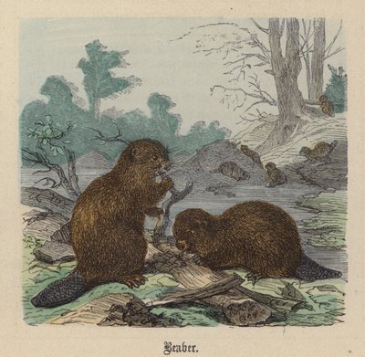Bever (farget gravering) av Friedrich Specht