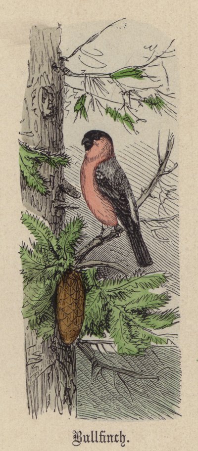 Bullfinch (farget gravering) av Friedrich Specht