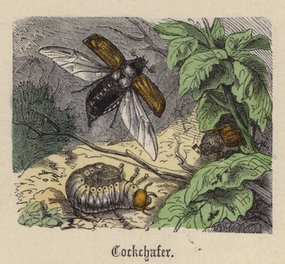 Cockchafer (farget gravering) av Friedrich Specht
