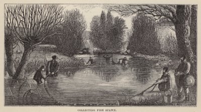 Samle fiskegyting (gravering) av Friedrich Specht