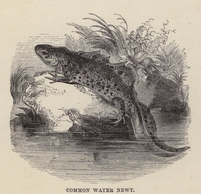 Vannsalamander (gravering) av Friedrich Specht