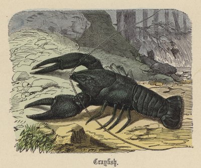 Kreps (farget gravering) av Friedrich Specht