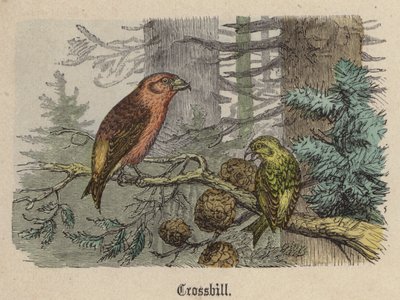 Korsnebb (farget gravering) av Friedrich Specht