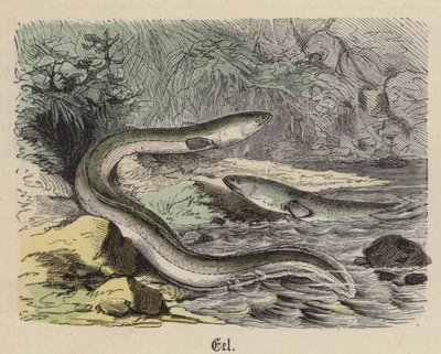 Ål (farget gravering) av Friedrich Specht