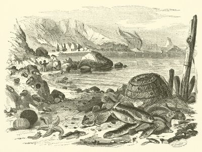 Fiske (gravering) av Friedrich Specht