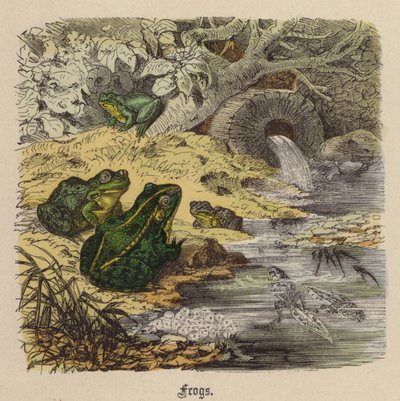 Frosker (farget gravering) av Friedrich Specht