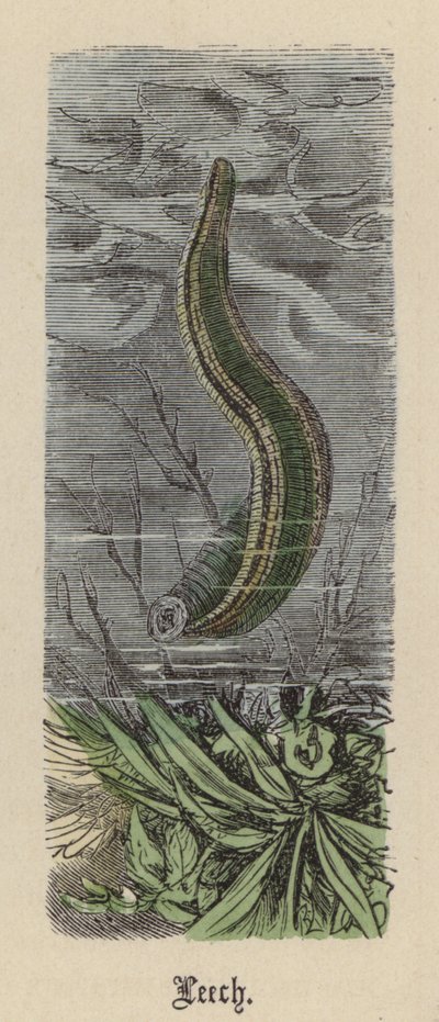 Leech (farget gravering) av Friedrich Specht