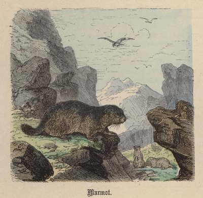 Murmeldyr (farget gravering) av Friedrich Specht