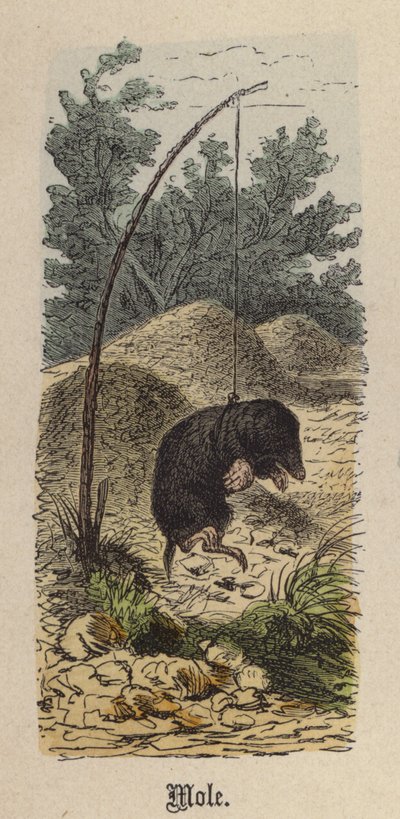 Føflekk (farget gravering) av Friedrich Specht