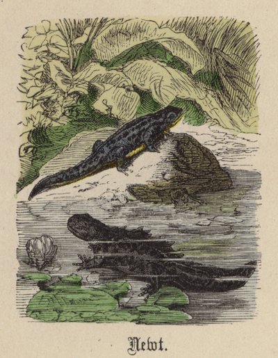 Newt (farget gravering) av Friedrich Specht