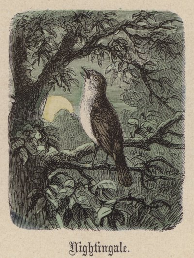 Nattergal (farget gravering) av Friedrich Specht