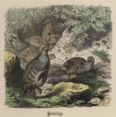 Rapphøne (farget gravering) av Friedrich Specht