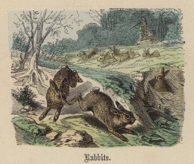 Kaniner (farget gravering) av Friedrich Specht