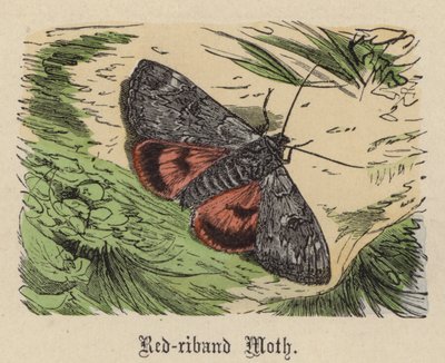 Rødbåndsmøll (farget gravering) av Friedrich Specht