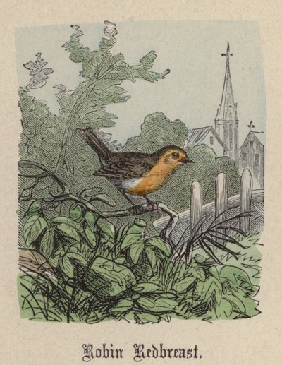 Robin Redbreast (farget gravering) av Friedrich Specht
